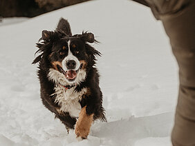 Ein Hund läuft fröhlich durch den Schnee im Salzburger Land.
